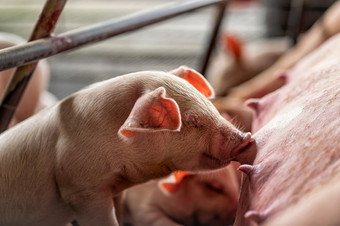 特写镜头婴儿猪吸妈妈。猪猪农场动物和猪行业