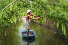 越南老男人。农民保持的收益率站在的传统船的湖葫芦花园越南风格府江省越南蔬菜花园和农场概念