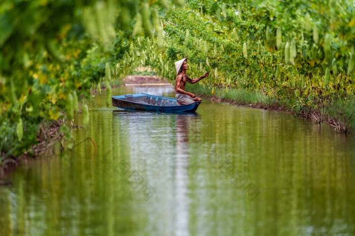 越南老男人。农民保持的收益率站在的传统船的湖葫芦花园越南风格府江省越南蔬菜花园和农场概念