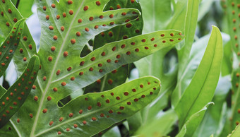 的等<strong>蕨类植物</strong>夏威夷maile-scented<strong>蕨类植物</strong>绿色叶子背景