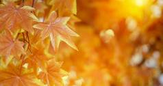 秋天叶子与阳光背景枫木叶