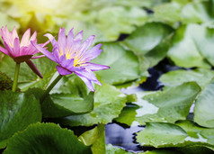 紫罗兰色的和粉红色的莲花花与绿色叶子池塘