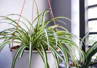 蜘蛛植物白色能阳台