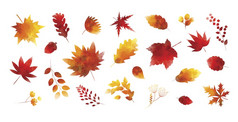 集水彩秋天叶子白色背景向量插图