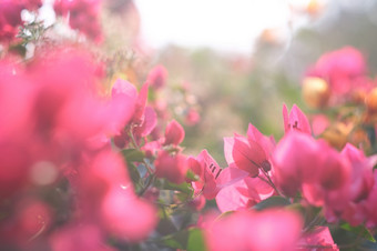花作文粉红色的花背景