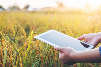 聪明的农业农业技术和有机农业女人使用的研究平板电脑和研究的发展大米品种大米场