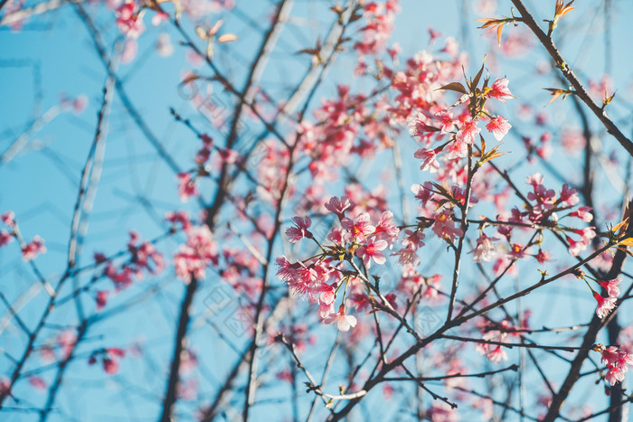 樱花泰国樱桃开花春天美丽的一天粉红色的花