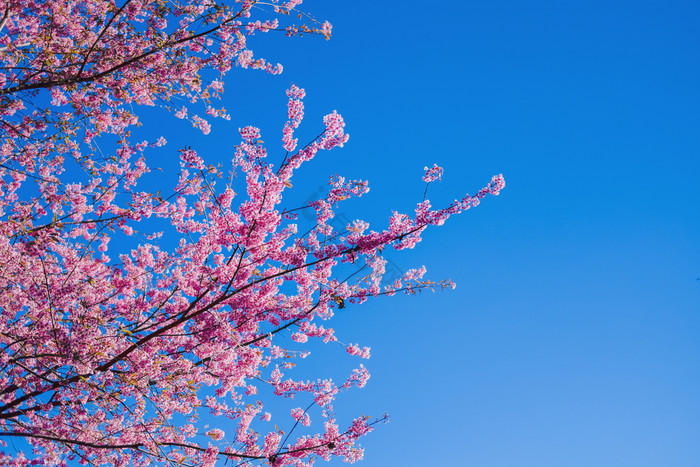 樱花泰国樱桃开花春天美丽的一天粉的花图片