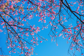 樱花泰国樱桃开花春天美丽的一天粉的花