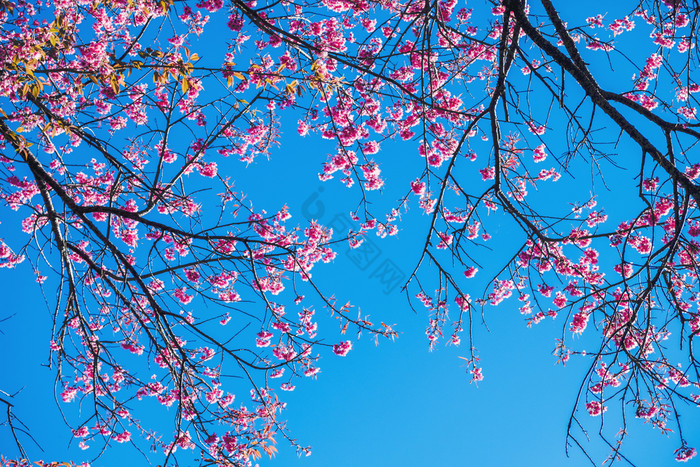 樱花泰国樱桃开花春天美丽的一天粉的花图片