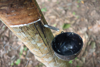 橡胶树橡胶树巴西生产乳胶使用刀减少的外表面的树干乳胶就像牛奶进行了成手套避孕套轮胎轮胎和