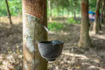 橡胶树橡胶树巴西生产乳胶使用刀减少的外表面的树干乳胶就像牛奶进行了成手套避孕套轮胎轮胎和