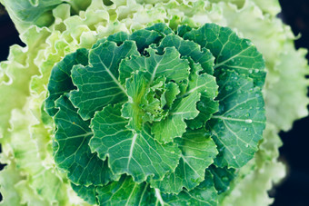 种植蔬菜为出售生产健康的蔬菜绿色多叶的蔬菜是有益的健康的新农业日益增长的蔬菜没有土壤