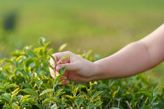 亚洲女人手挑选的茶叶子从的茶种植园的新芽是软芽水健康的食物和喝背景医疗保健概念与复制空间