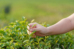 亚洲女人手挑选的茶叶子从的茶种植园的新芽是软芽水健康的食物和喝背景医疗保健概念与复制空间