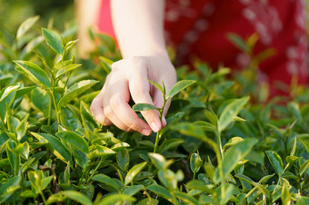 亚洲女人手挑选的茶叶子从的茶种植园的新芽是软芽水健康的食物和喝背景医疗保健概念与复制空间