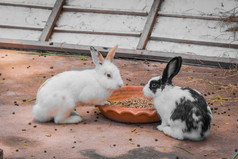 兔子是吃的食物橙色托盘