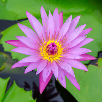 色彩斑斓的莲花盛开的的早期季节自然