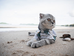苏格兰褶皱猫穿衬衫的海滩夏天概念