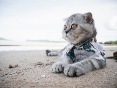 苏格兰褶皱猫穿衬衫的海滩夏天概念