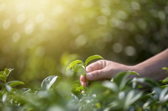 特写镜头手与挑选<strong>新鲜</strong>的<strong>茶叶</strong>子自然有机绿色茶农场