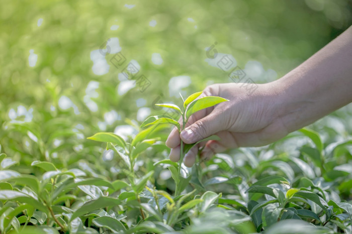 特写镜头手与挑选新鲜的茶叶子自然有机绿色茶农场