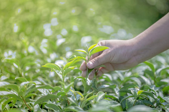 特写镜头手与挑选新鲜的茶叶子自然有机绿色茶农场