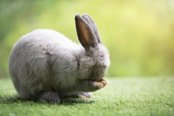 小兔子清洁我自己绿色草可爱的兔子的草地花园自然背景在春天