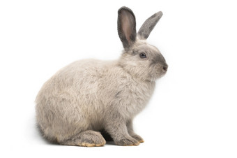婴儿兔子白色背景可爱的小兔子健康的孤立的白色图片