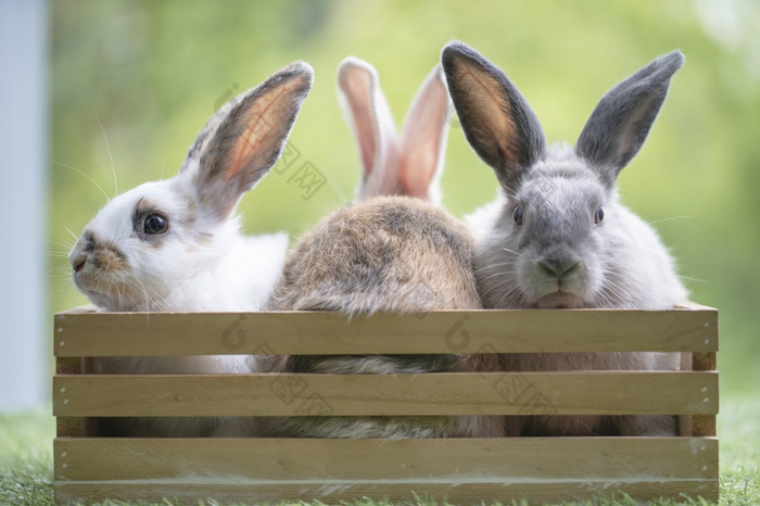 三个小兔子篮子绿色草可爱的兔子的草地花园自然背景在春天