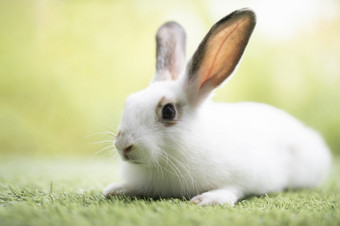 小兔子坐着玩绿色草可爱的兔子的草地花园自然背景在春天