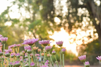 粉红色的菊花花场与耀斑从阳光和甜蜜的温暖的散景背景