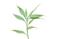 植物叶孤立的白色背景绿色热带叶子分支与剪裁路径