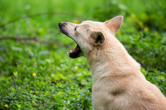 可爱的动物亚洲背景美丽的品种棕色（的）犬类可爱的狗狗国内脸朋友有趣的有趣的皮毛毛茸茸的草绿色头发快乐头孤立的看可爱的哺乳动物口自然一个在户外公园血统有来历的宠物肖像小狗纯种睡眠困了工作室累了舌头白色打