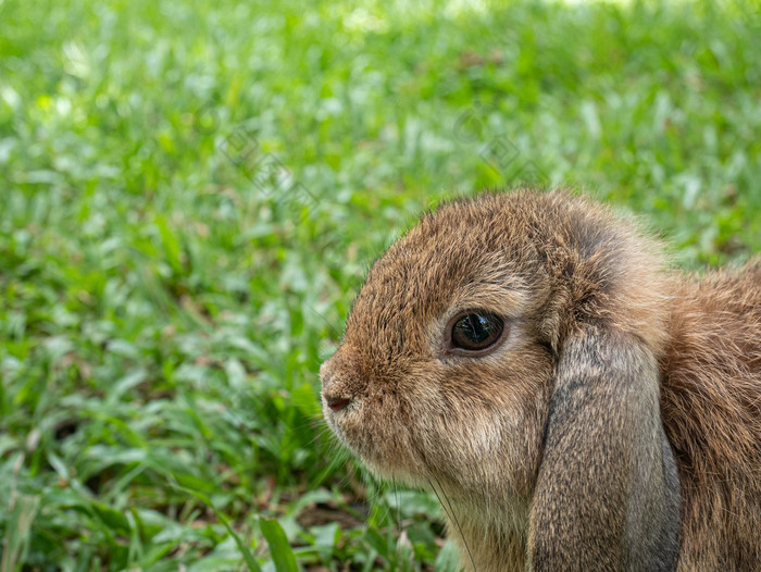 可爱的小兔子坐着绿色草夏天一天复活节一天概念的想法