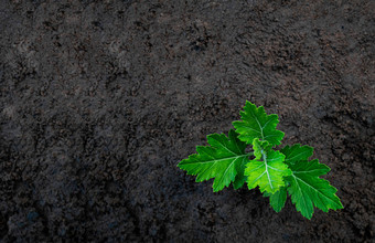 小树<strong>植物</strong>日益增长的土壤的花园储蓄世界环境概念