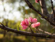 粉红色的桃子开花分支的公园