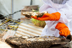 的亚洲养蜂人男人。白色保护西装操纵与蜂窝完整的金蜂蜜养蜂人收获蜂蜜的花园养蜂概念