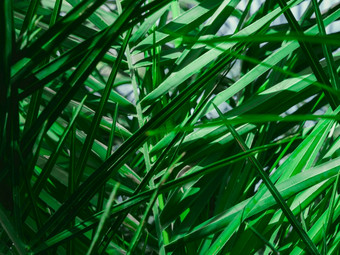 新鲜的热带棕榈叶子的早....阳光的叶子的棕榈树的花园森林植物为自然壁纸