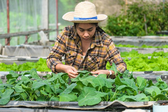 女人园丁有爱心的为有机蔬菜的首页蔬菜花园女农民工作她的有机农场首页园艺和成长蔬菜概念
