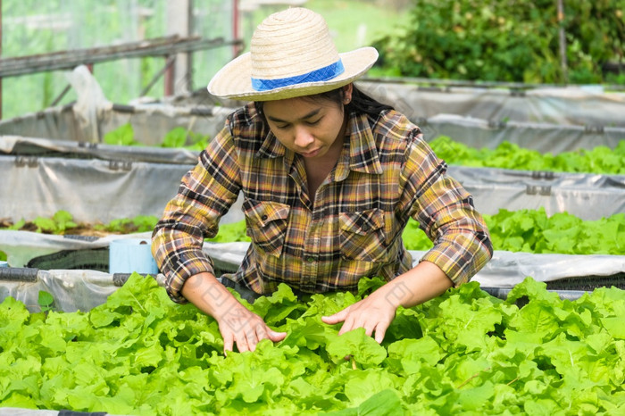 女人园丁有爱心的为有机蔬菜的首页蔬菜花园女农民工作她的有机农场首页园艺和成长蔬菜概念