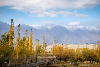 色彩斑斓的<strong>树叶</strong>黄色的叶子树秋天季节对卡帕纳冷沙漠和雪封顶喀拉昆仑山脉山<strong>范</strong>围的背景鸬鹚吉尔吉特巴尔蒂斯坦巴基斯坦