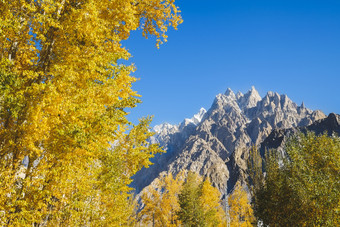 秋天<strong>场景</strong>优先偿还与黄色的叶子树和优先偿还视锥细胞山<strong>山峰</strong>喀拉昆仑山脉范围戈贾尔hunza吉尔吉特巴尔蒂斯坦巴基斯坦