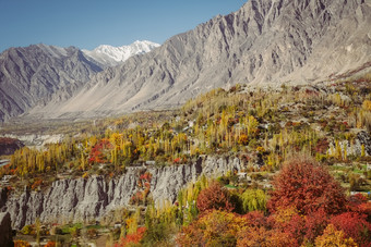 自然景观视图色彩斑斓的<strong>树叶</strong>森林树hunza谷对喀拉昆仑山脉山<strong>范</strong>围的背景美丽的秋天季节风景吉尔吉特巴尔蒂斯坦巴基斯坦