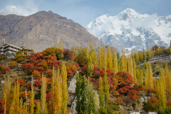 自然景观视图色彩斑斓的树叶森林树秋天季节和雪封顶ultar搜救山峰喀拉昆仑山脉范围的背景hunza谷吉尔吉特巴尔蒂斯坦<strong>巴基斯坦</strong>