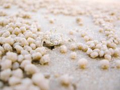 鬼蟹挖掘沙子使洞的海滩华欣泰国
