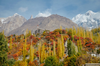 自然景观视图色彩斑斓的树叶森林树秋天季节和雪封顶ultar搜救山峰喀拉昆仑山脉范围的背景hunza谷吉尔吉特巴尔蒂斯坦巴基斯坦