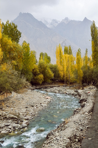 自然景观视图河流动通过黄色的叶子杨树树的森林对雪封顶喀拉昆仑山脉山范围希格尔吉尔吉特巴尔蒂斯坦秋天<strong>巴基斯坦</strong>