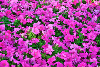 集团粉红色的佩妮花花园泰国