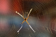 的蜘蛛的网络等待为它的猎物
